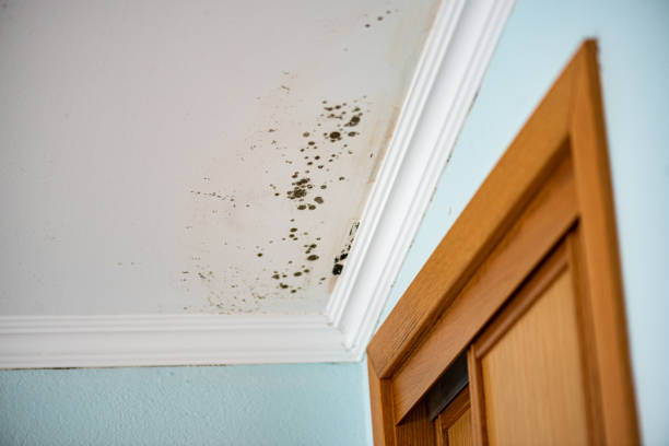 Best Insurance-Related Mold Remediation in Norman Park, GA